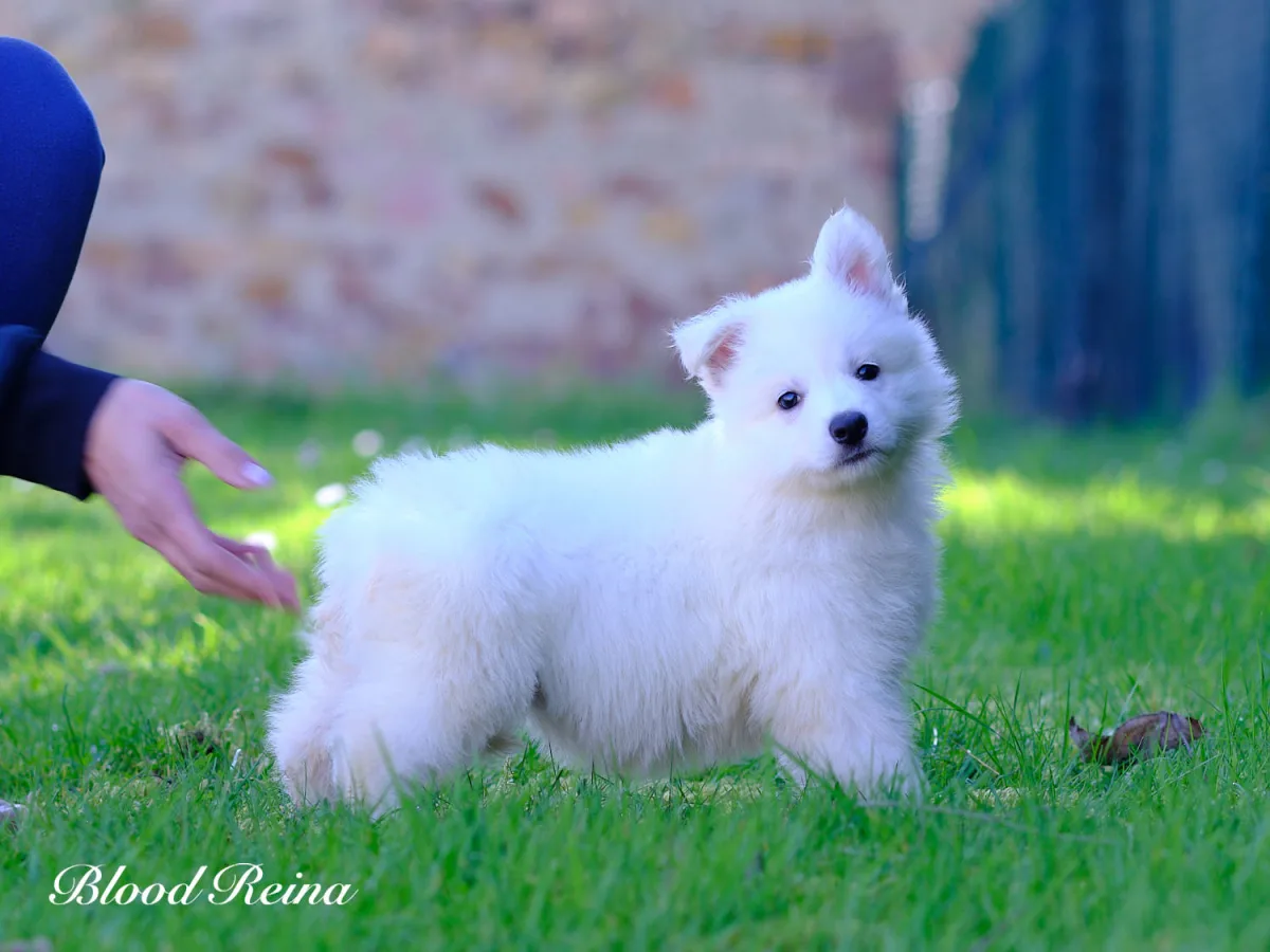 Chiot Berger Blanc Suisse en position alerte -- savoir reconnaitre un chiot issu d'un elevage serieux versus une usine a chiots