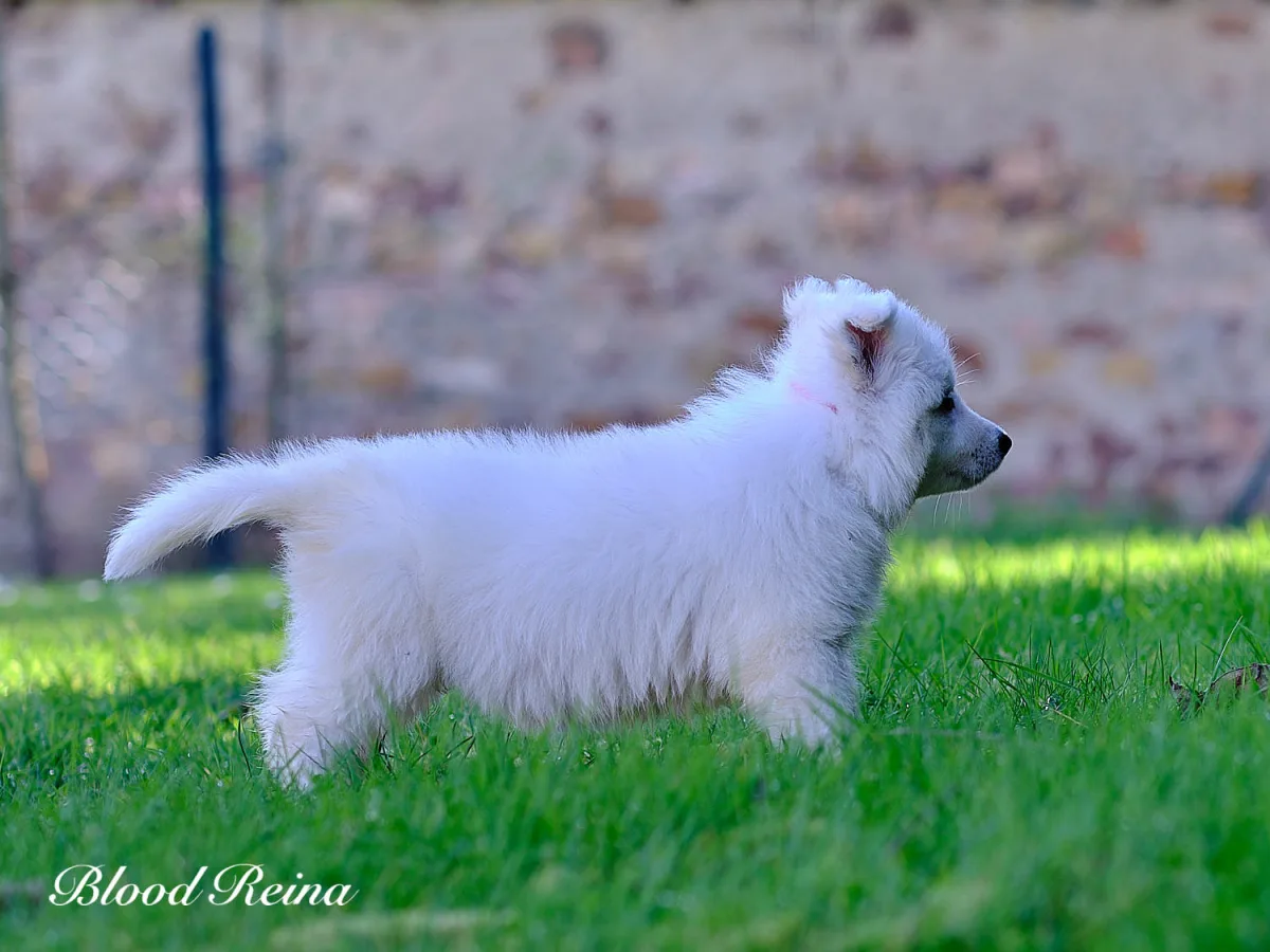Chiot Berger Blanc Suisse de profil montrant la morphologie conforme au standard FCI -- checklist pour evaluer un eleveur serieux