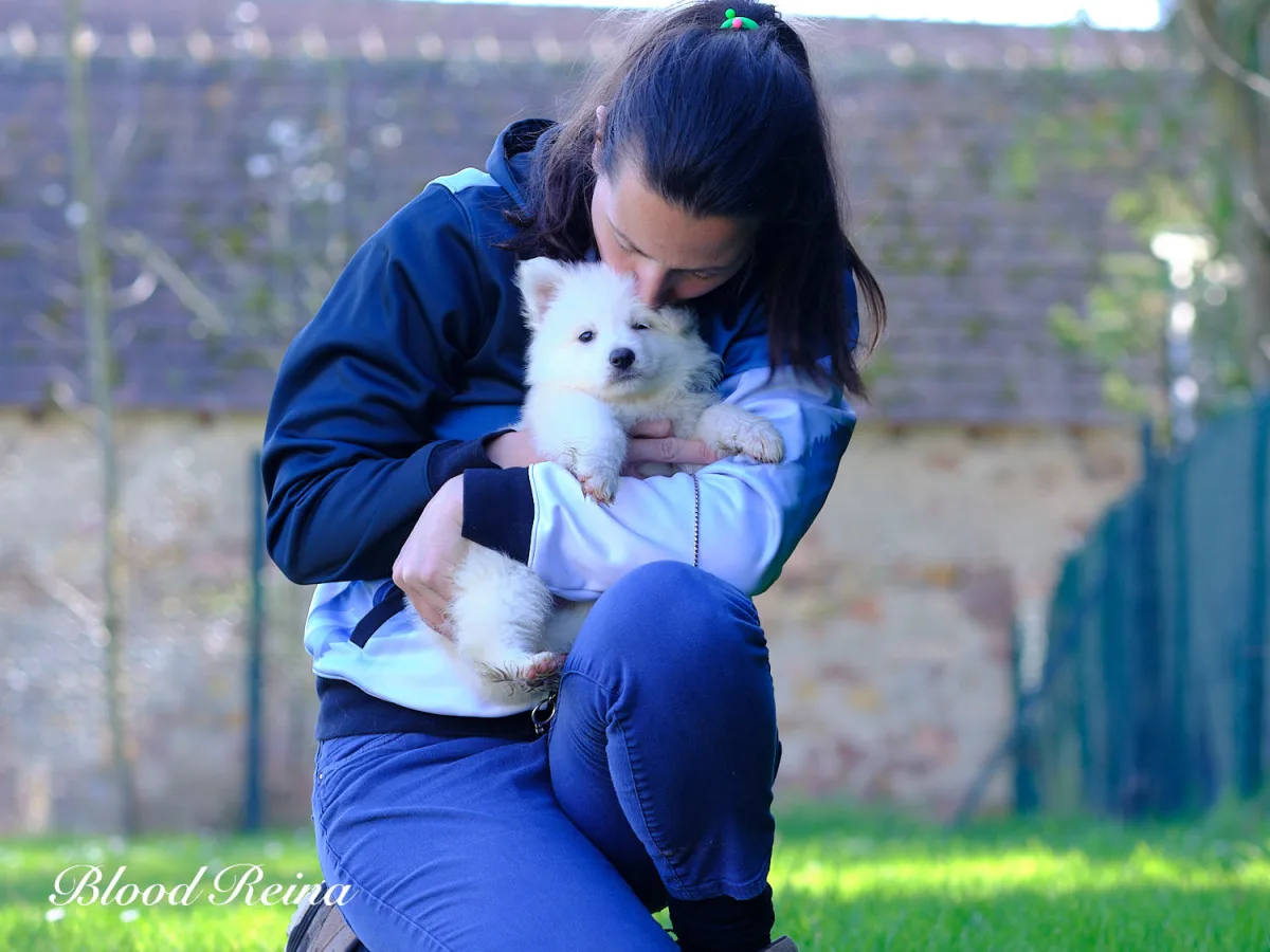 Eleveuse de Berger Blanc Suisse socialisant un chiot dans ses bras -- critere essentiel pour choisir un bon eleveur